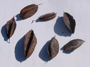 Carolina silverbell fruit